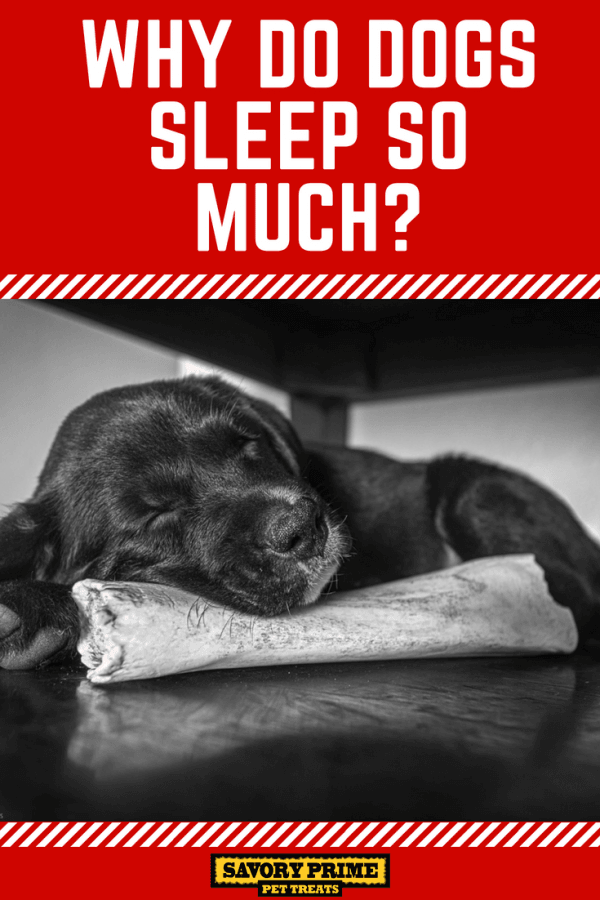 Why Do Dogs Sleep So Much? Savory Prime Pet Treats