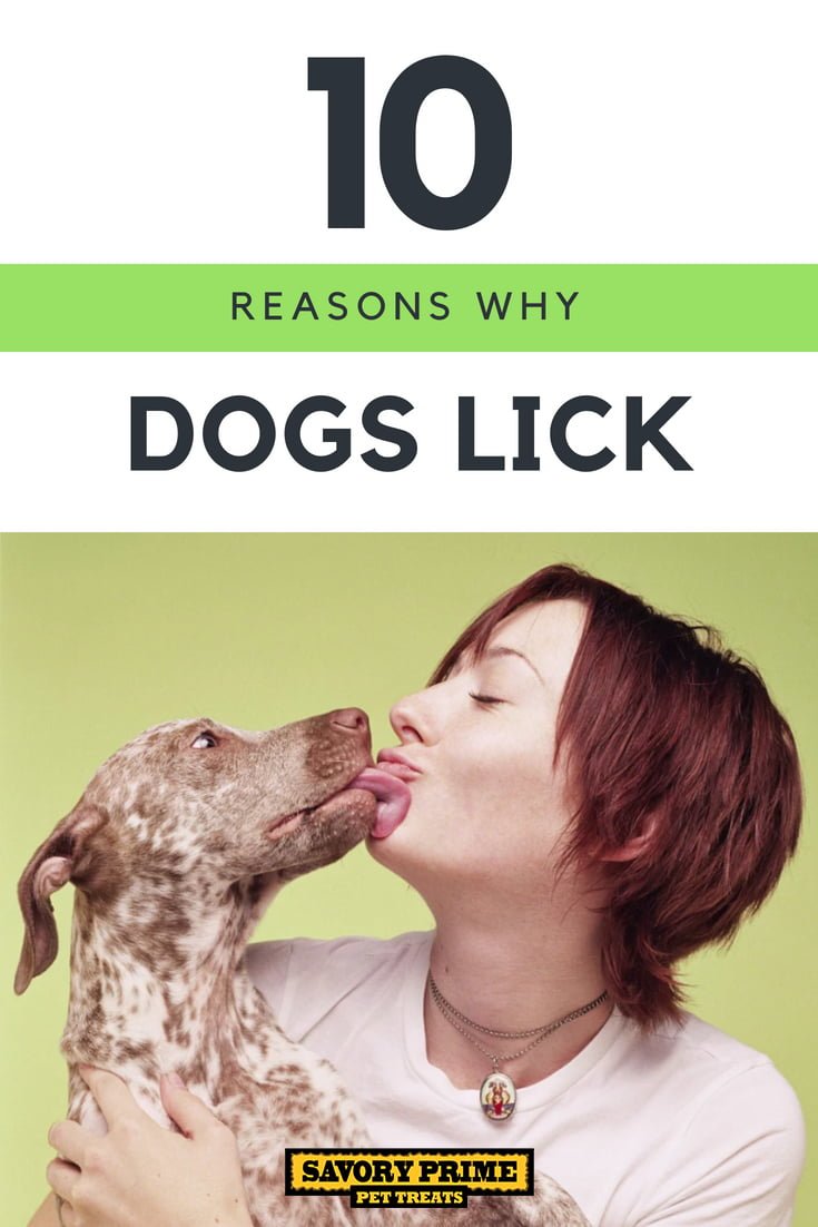 8 Reasons For Your Dog's Licking Behaviour - My Pet Nutritionist