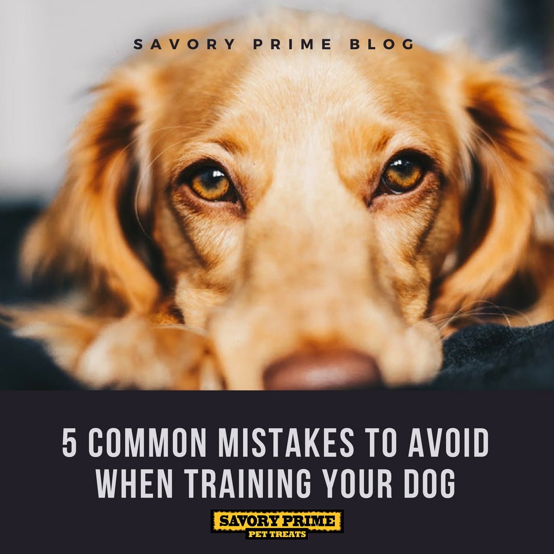 5 Common Mistakes To Avoid When Training Your Dog - Savory Prime Pet Treats