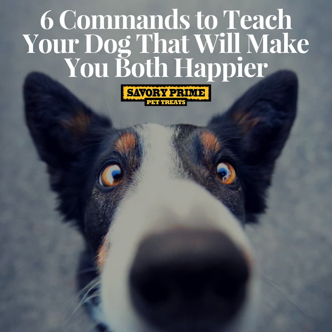 6 Commands to Teach Your Dog That Will Make You Both Happier Savory