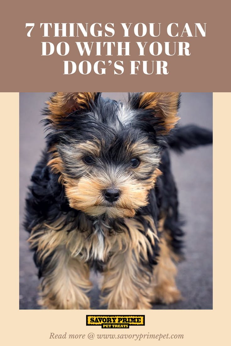 7 Things You Can Do With Your Dog's Fur