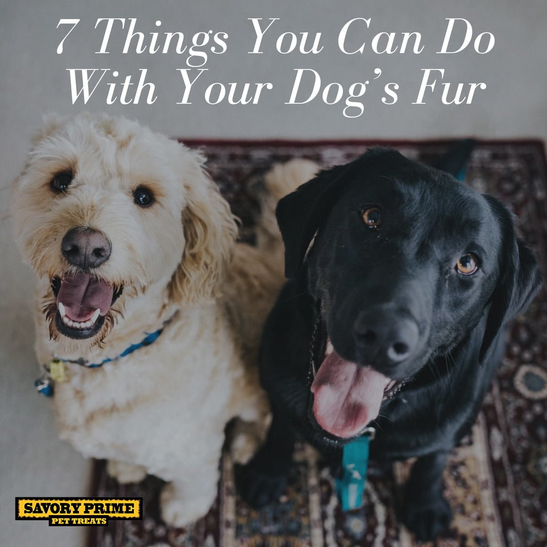 7 Things You Can Do With Your Dog's Fur - Savory Prime Pet Treats