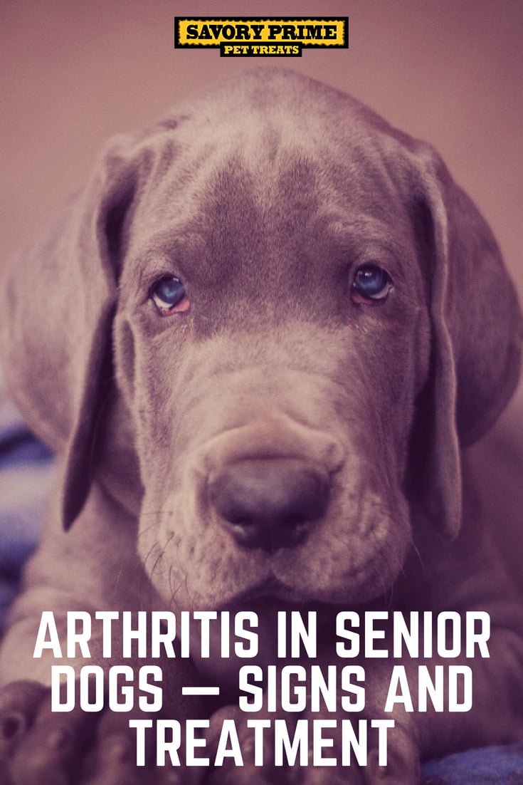 Arthritis in Senior Dogs — Signs and Treatment - Savory Prime Pet Treats