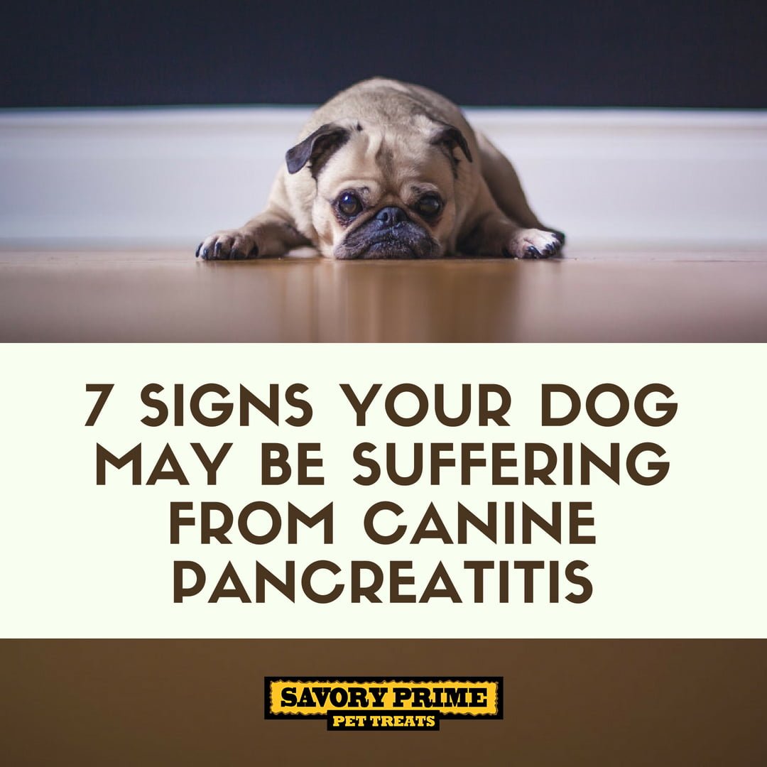 how to help my dog with pancreatitis