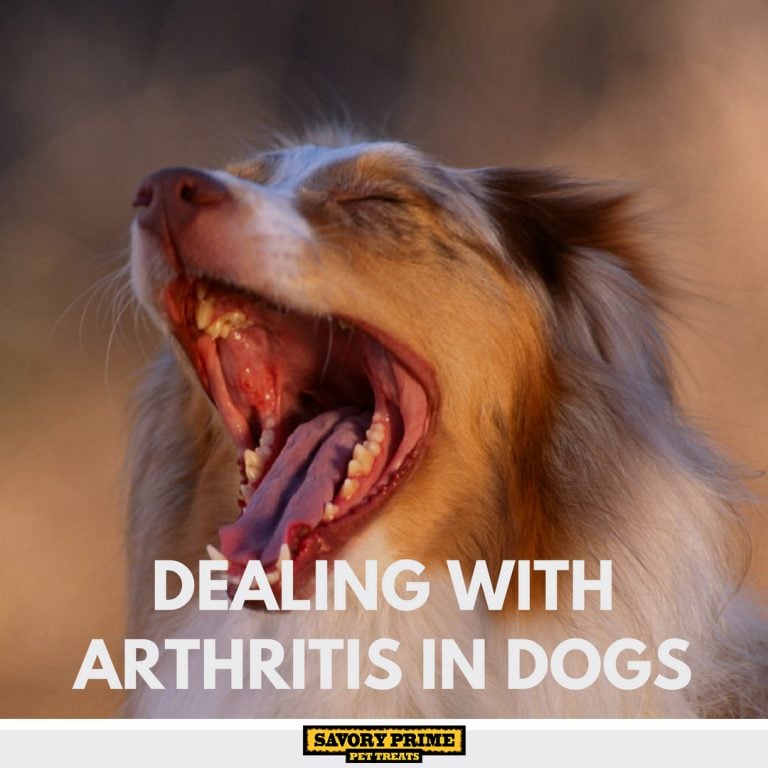 DealingwithArthritisinDogs Savory Prime Pet Treats