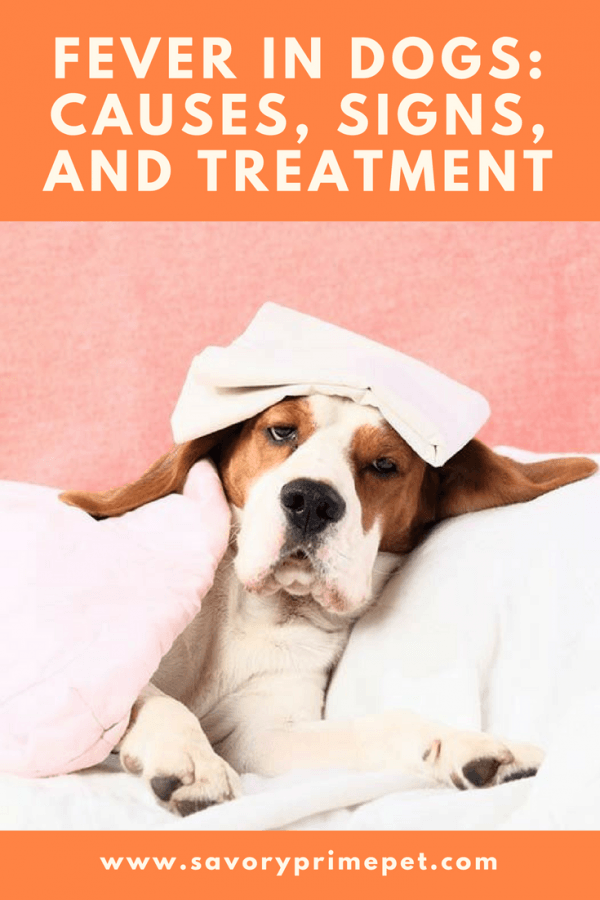 Fever in Dogs_ Causes, Signs, and Treatment Savory Prime Pet Treats