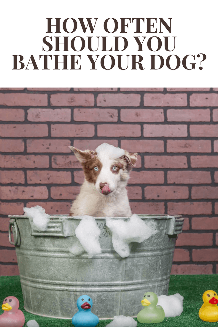 How Often Should You Bathe Your Dog? Savory Prime Pet Treats