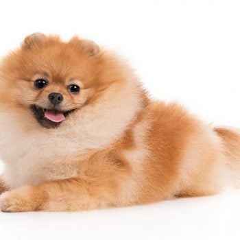 Dog Breeds: The Pomeranian - Savory Prime Pet Treats