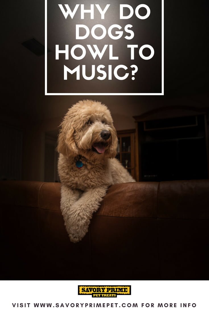 Why do dogs whine to music