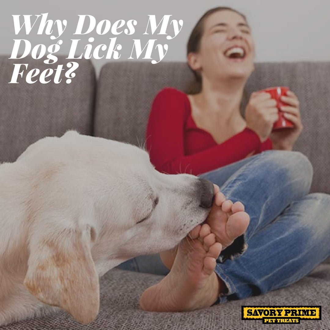 Why Does My Dog Lick My Feet Savory Prim