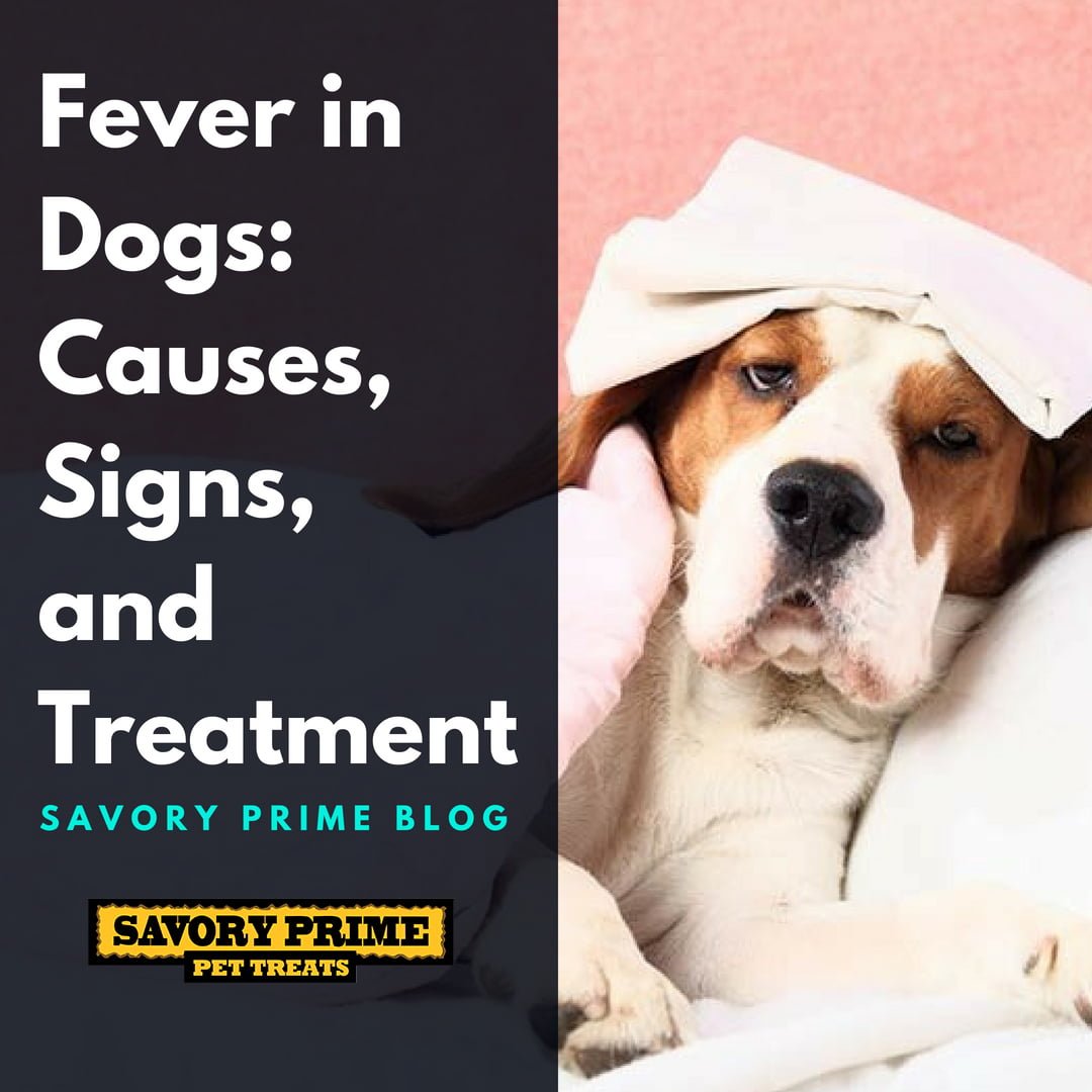 Fever in Dogs Causes, Signs, and Treatment Savory Prime