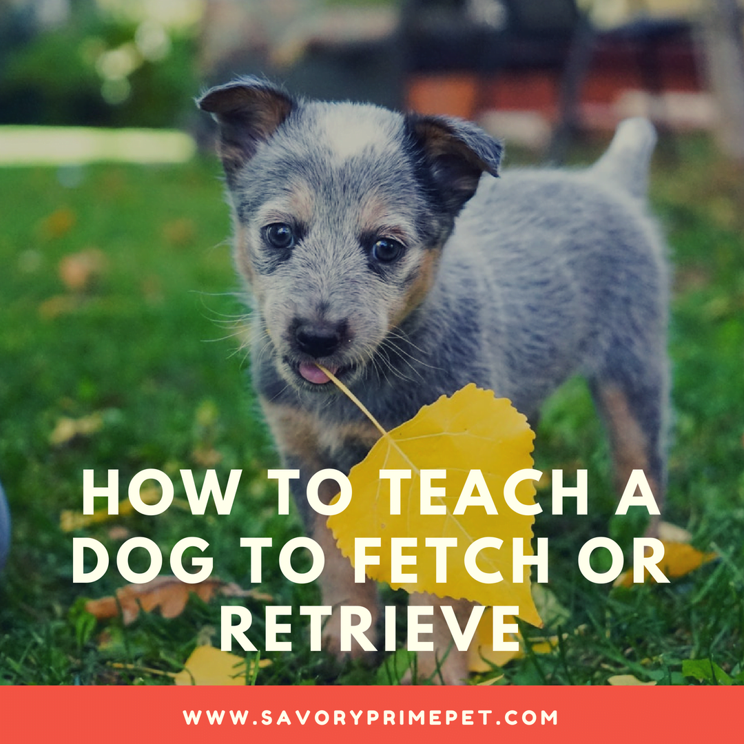 Teaching puppy best sale to fetch