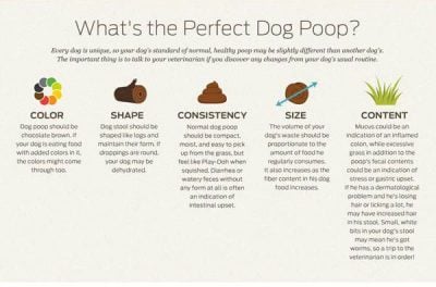 A Survival Guide For Dog Diarrhea - Savory Prime Pet Treats