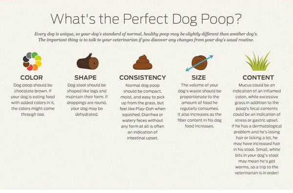 dog-diarrhea-home-remedies-that-work-my-pets-routine