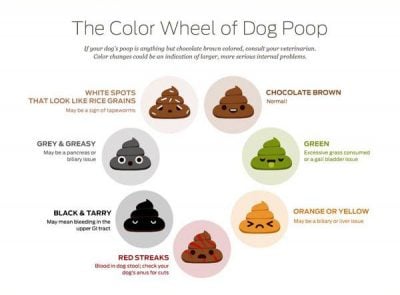 dog has black liquid poop