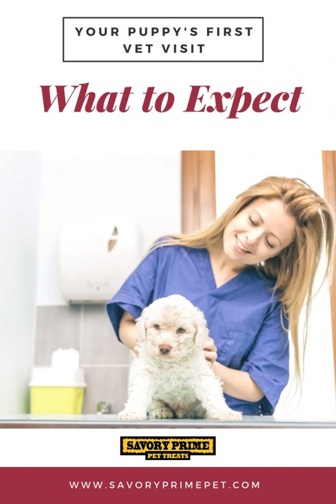 Your Puppy’s First Vet Visit What To Expect Savory Prime Pet Treats