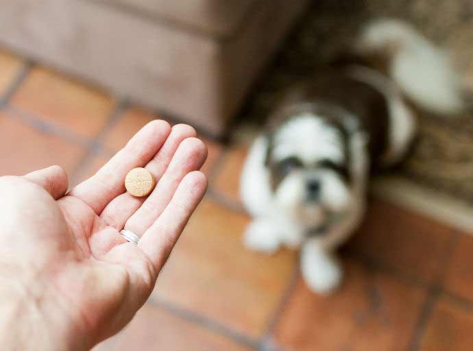 rimadyl-for-dogs-uses-side-effects-alternatives-savory-prime