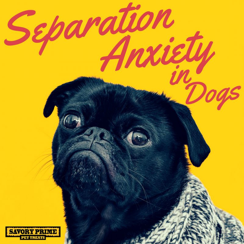 separtion-anxiety-in-dogs-savory-prime-pet-treats