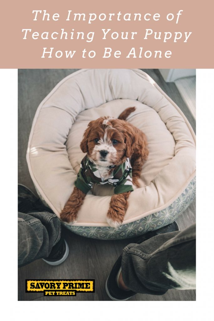 The Importance of Teaching Your Puppy How to Be Alone Savory Prime Pet Treats