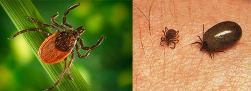 Lyme Disease in Dogs: Symptoms, Tests, Treatment, and Prevention ...