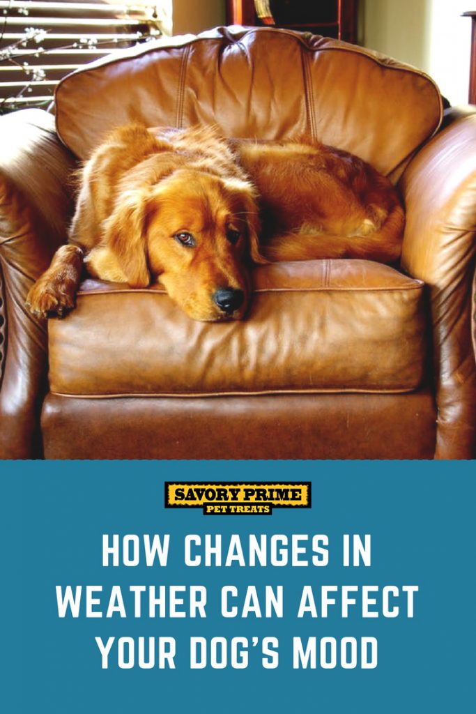 How Changes in Weather Can Affect Your Dog’s Mood - Savory Prime Pet Treats