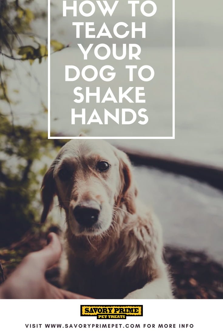 How to Teach Your Dog to Shake Hands Savory Prime Pet Treats