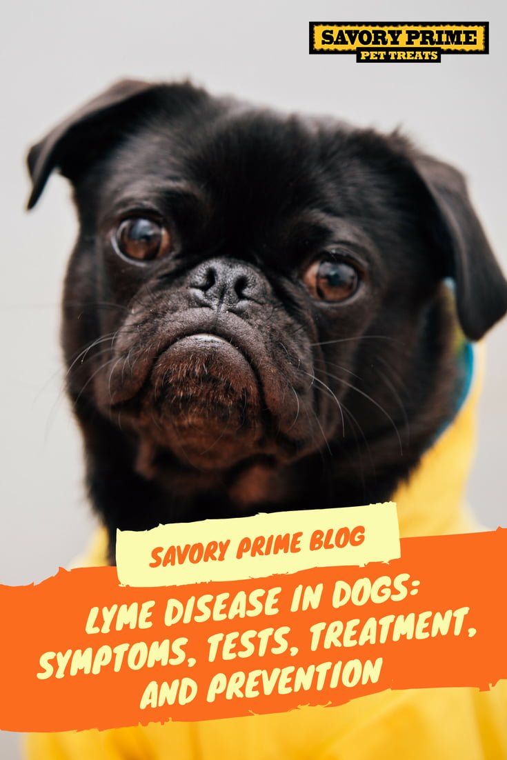 Lyme Disease in Dogs Symptoms, Tests, Treatment, and Prevention