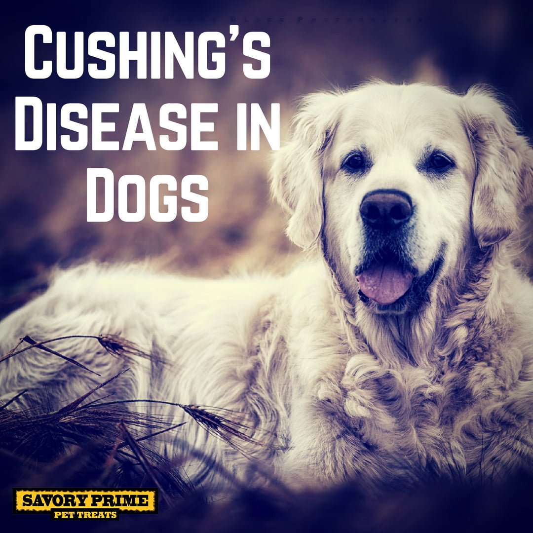 https://savoryprimepet.com/wp-content/uploads/2018/07/cushings-disease.jpg