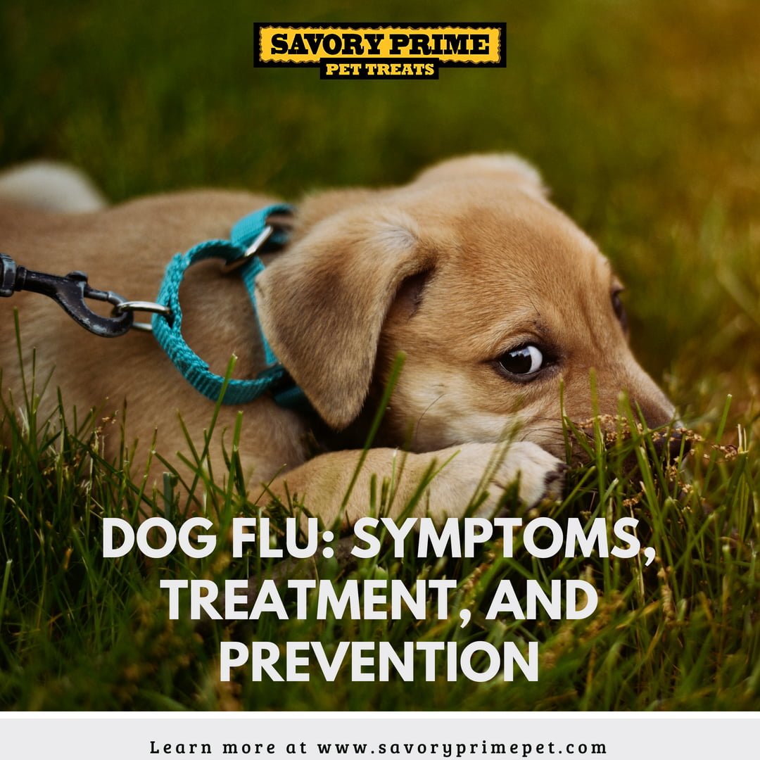 Dog Flu Symptoms, Treatment, and Prevention Savory Prime Pet Treats