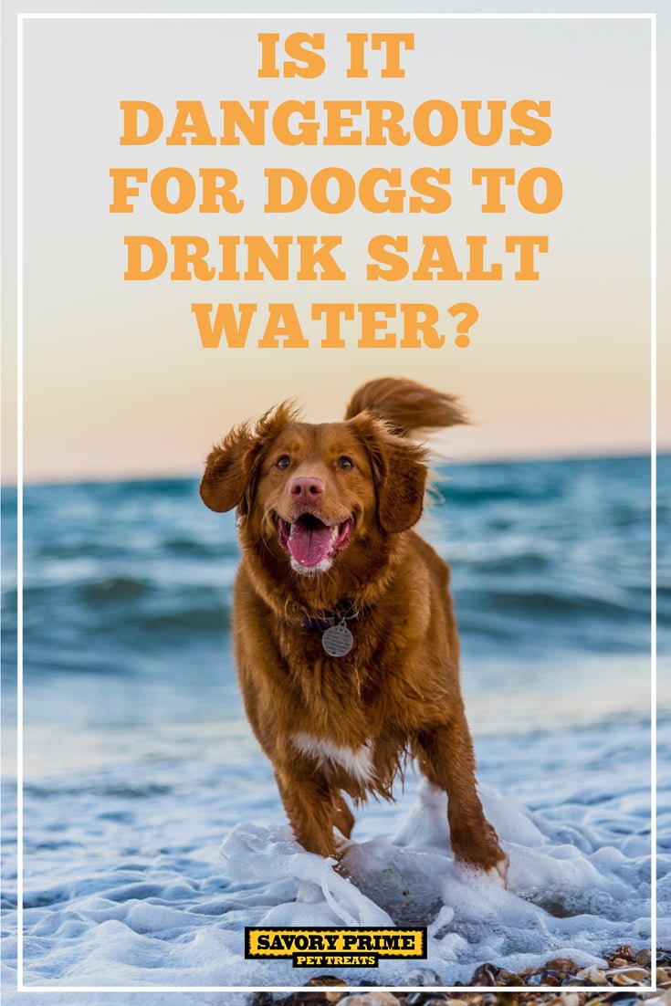 is salt water bad for dogs