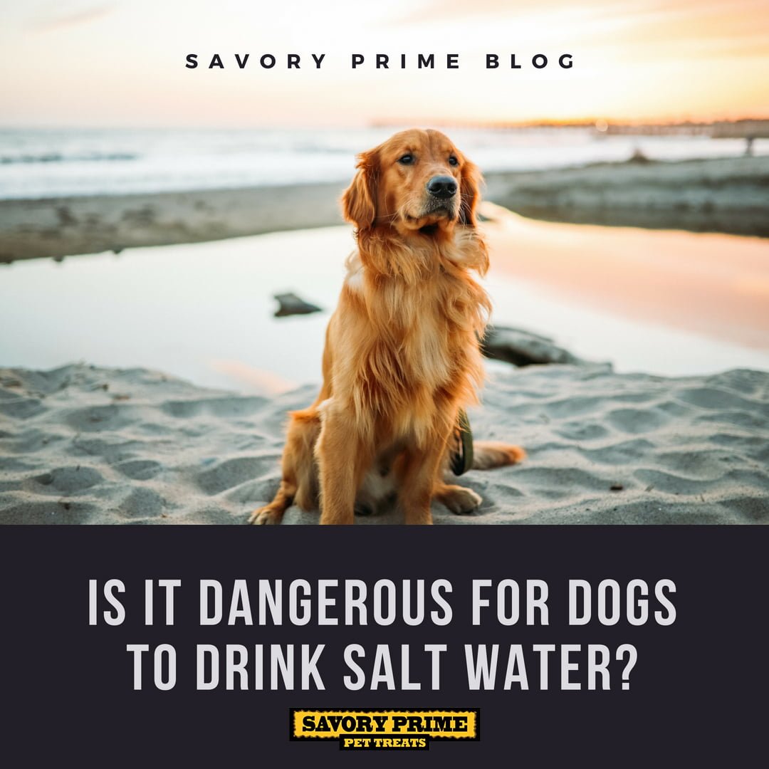 is salt water ok for dogs