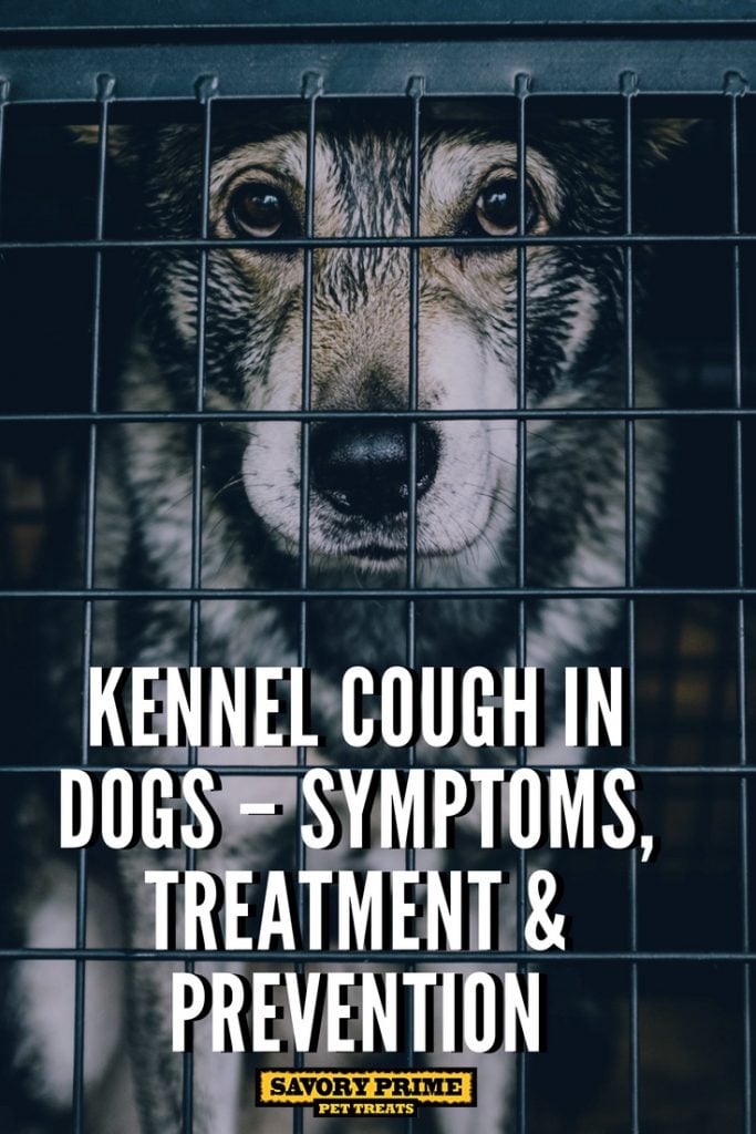 Kennel Cough in Dogs – Symptoms, Treatment & Prevention - Savory Prime ...