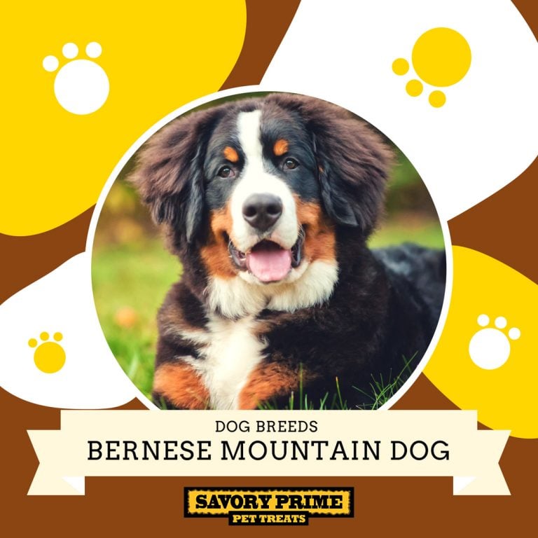 Bernese mountain dog Savory Prime Pet Treats