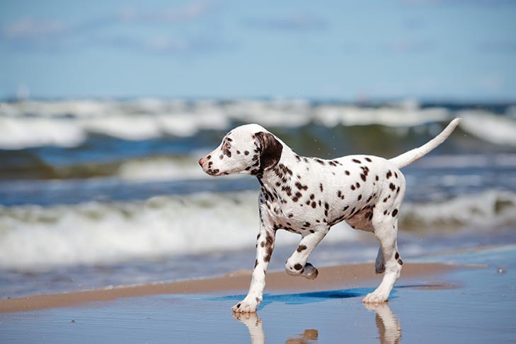 Dog drinking sales ocean water