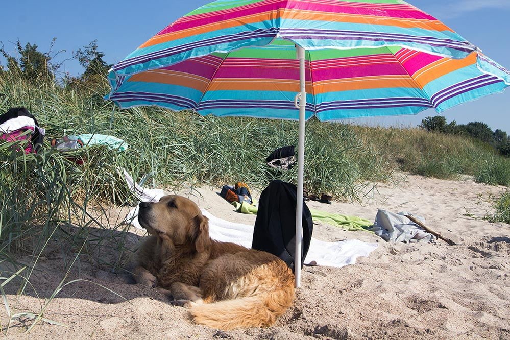 Dog drinking ocean store water