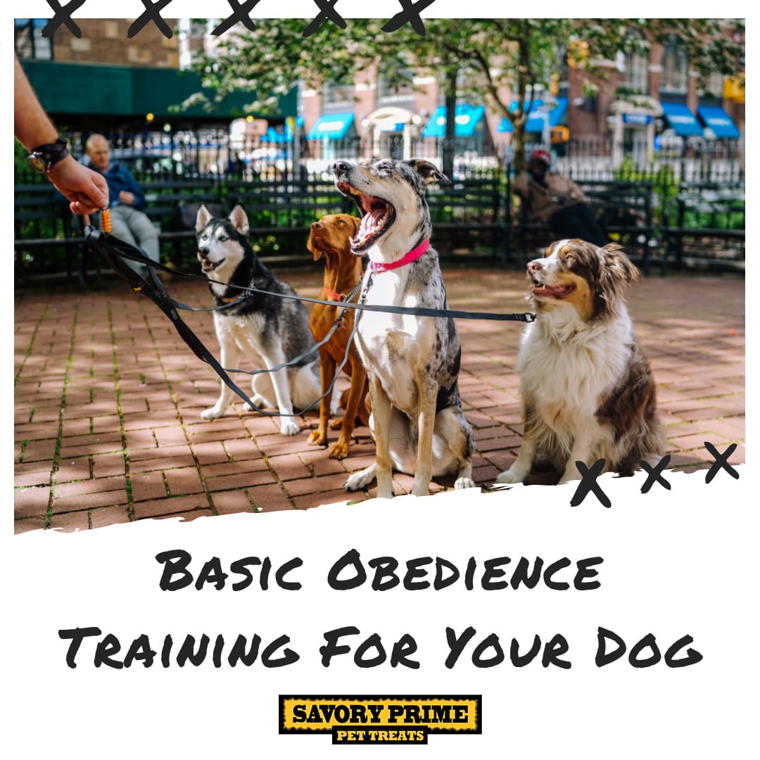 Basic Obedience Training For Your Dog - Savory Prime Pet Treats