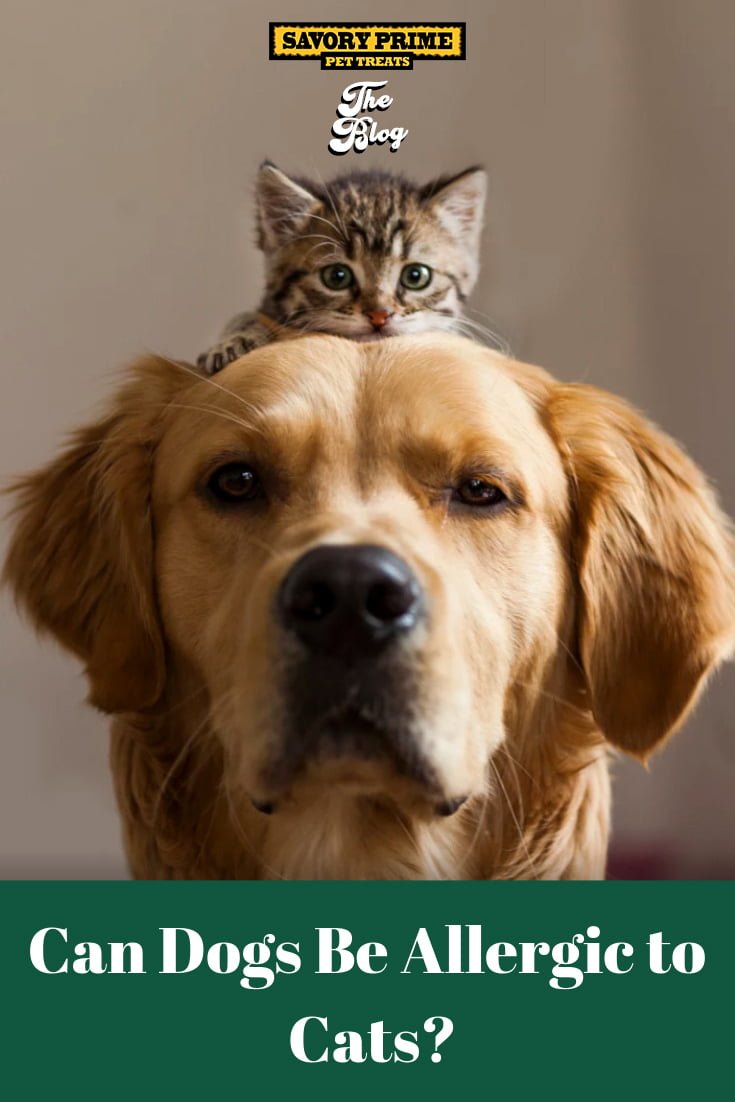 can dogs be alergic to cats