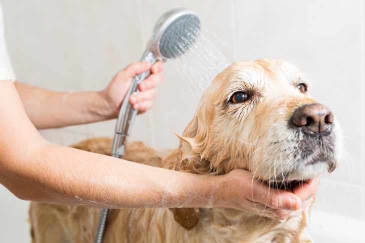 The Dos and Don’ts of Home Dog Grooming and Hygiene