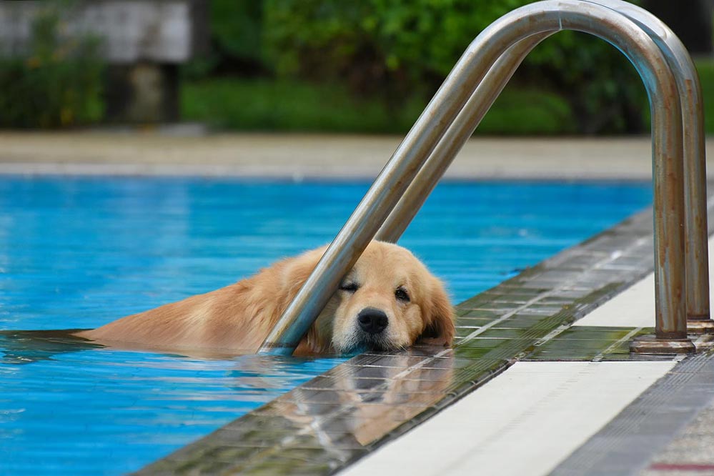 can golden retriever puppies swimming