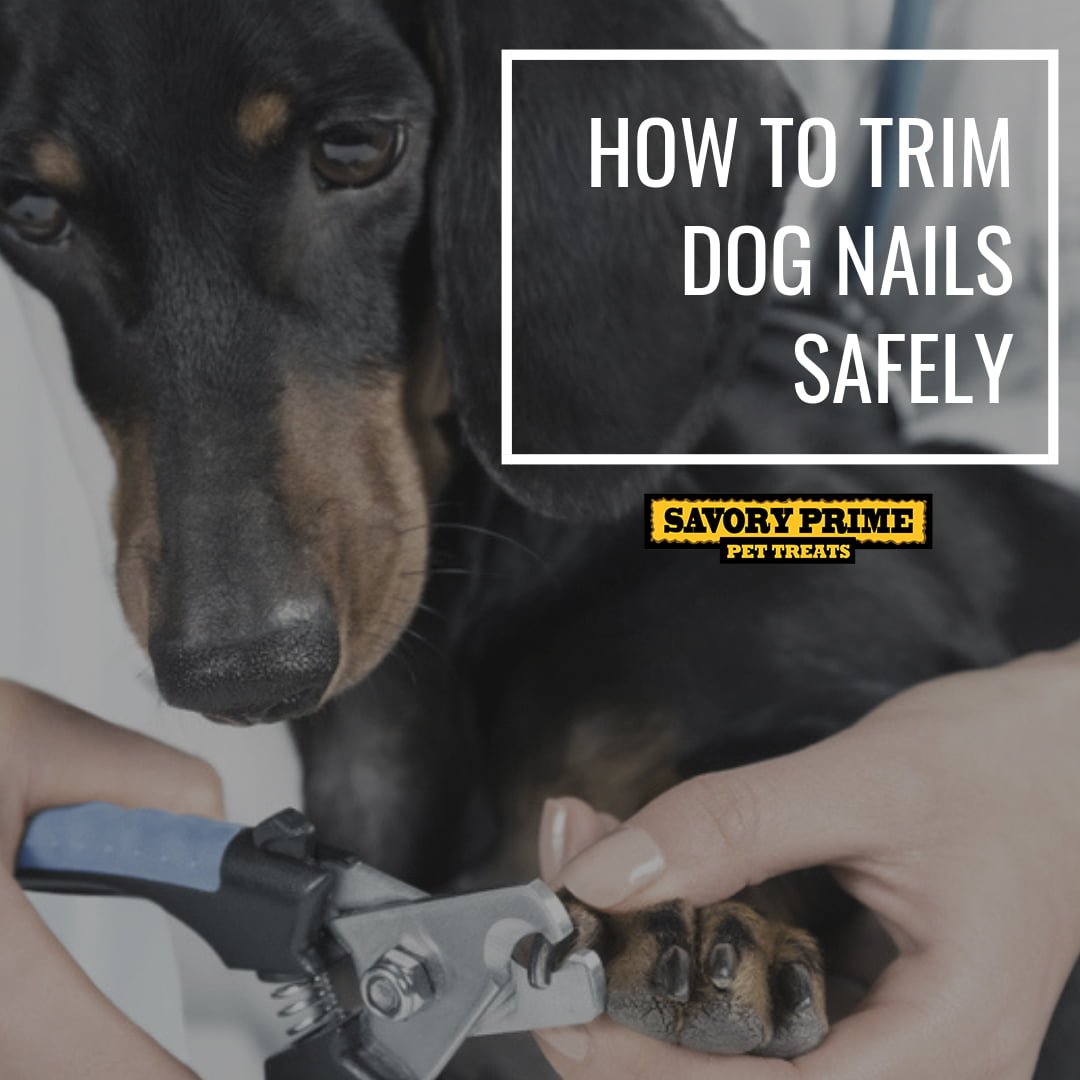 How to Trim Dog Nails Safely - Savory Prime Pet Treats