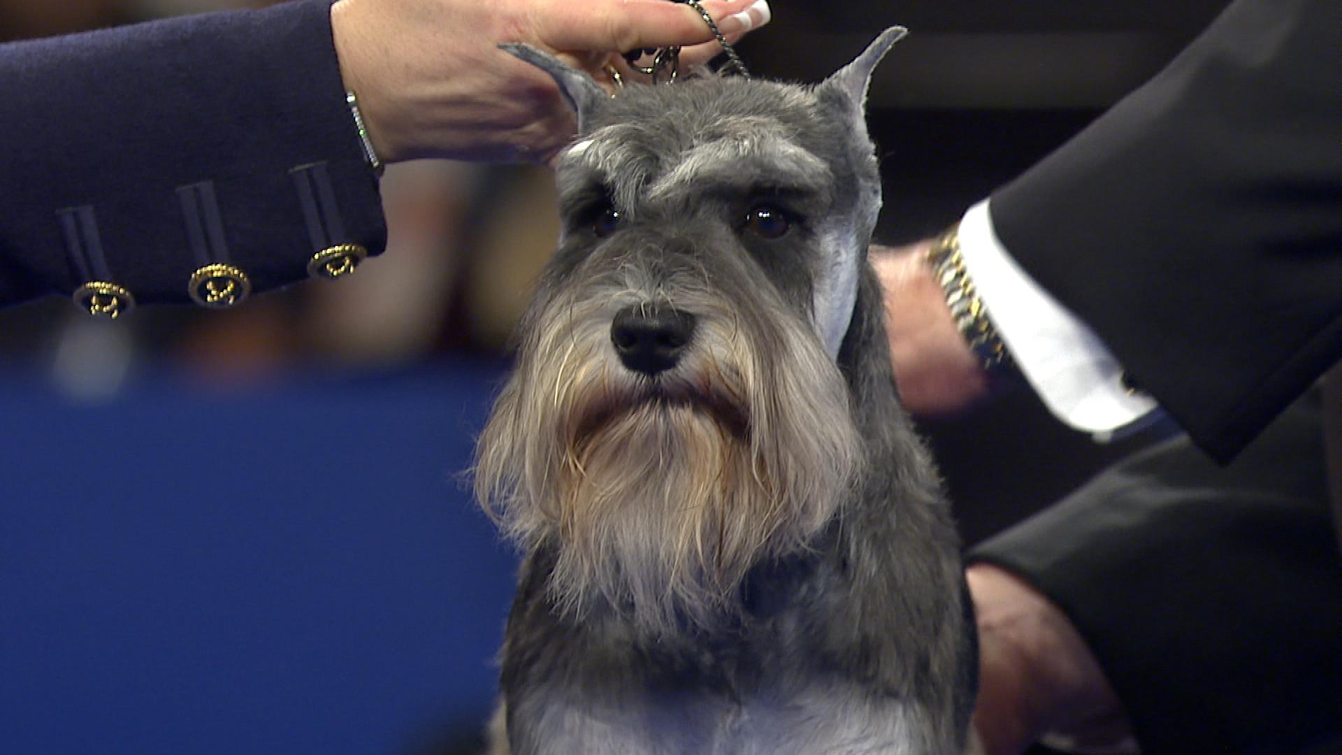 are schnauzers born with a long tail