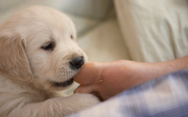puppybiting Savory Prime Pet Treats