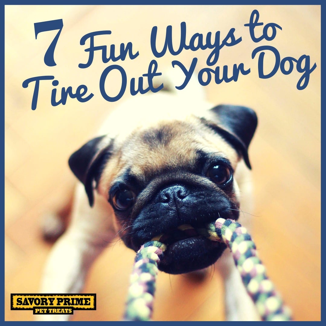 7 Fun Ways to Tire Out Your Dog - Savory Prime Pet Treats