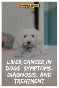 Liver Cancer in Dogs: Symptoms, Diagnosis, and Treatment - Savory Prime ...