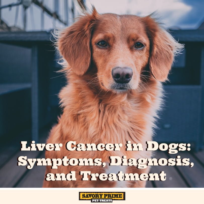 what can i feed my dog who has liver cancer