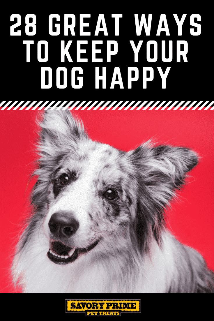 https://savoryprimepet.com/wp-content/uploads/2019/02/28-great-ways-to-keep-your-dog-happy-Savory-Prime-Blog.png