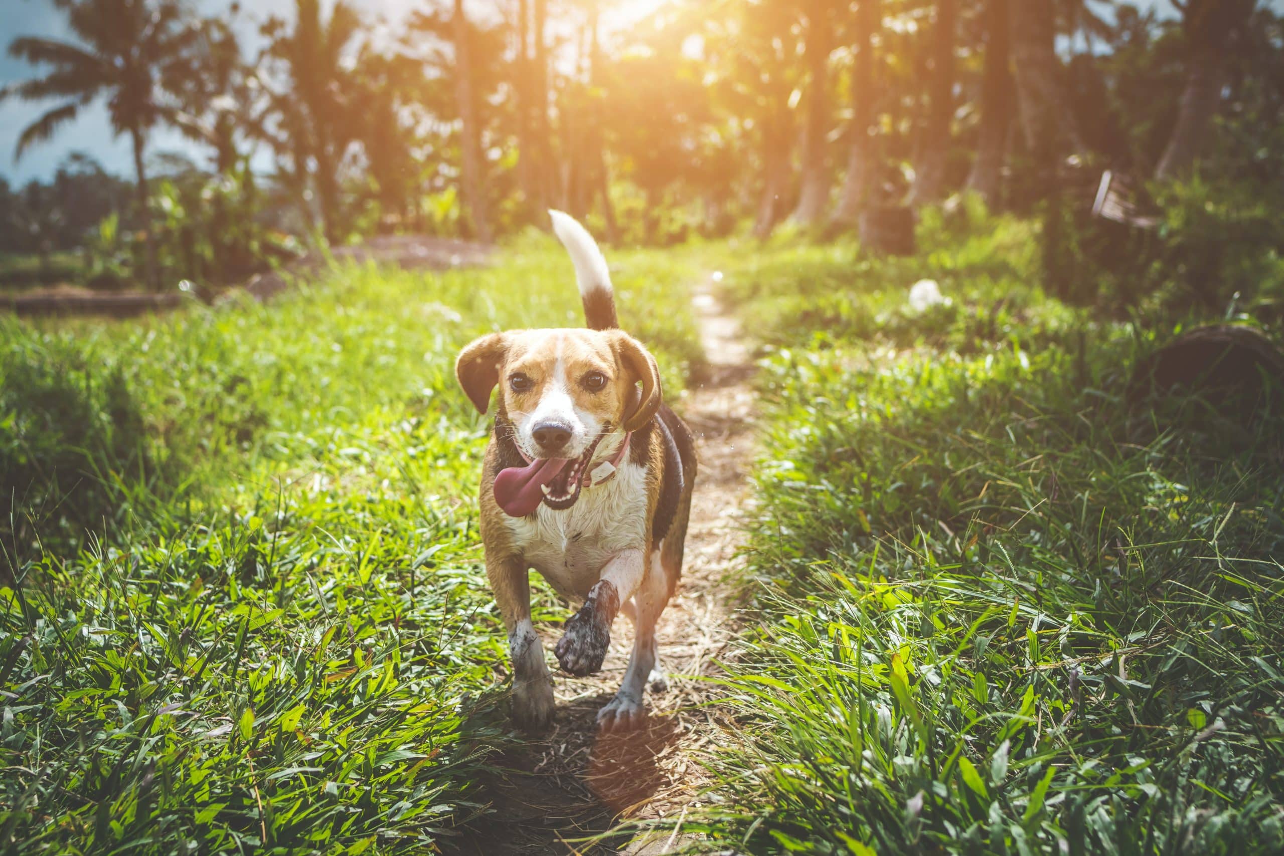 animal alley beagle