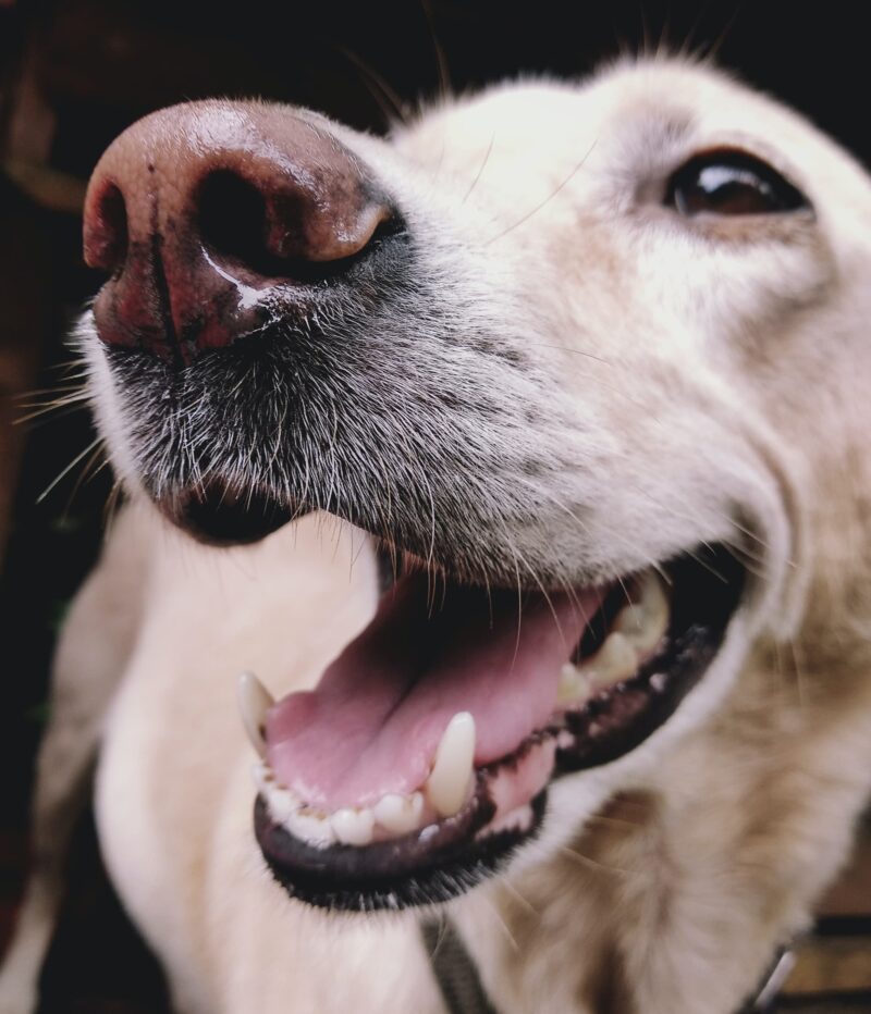 are apples bad for dogs teeth