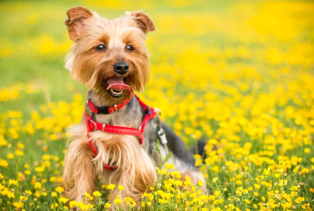 Vinegar water outlet for dogs