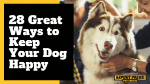 28 Great Ways to Keep Your Dog Happy - Savory Prime